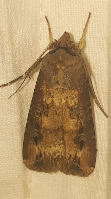 Noctuelle baignée  - Melchior Viallet