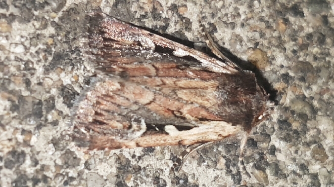 Xestia agathina  - Melchior Viallet