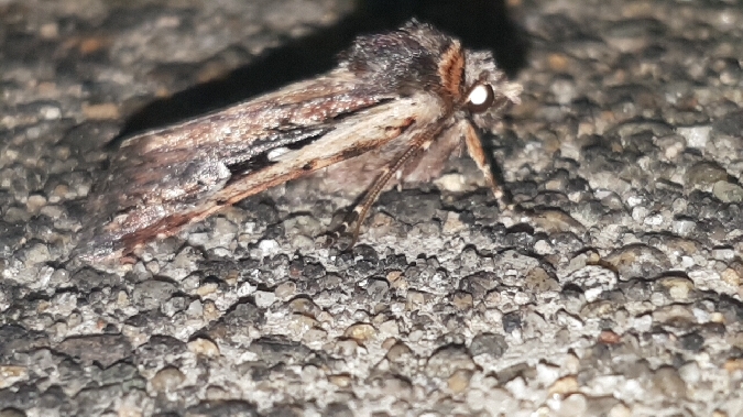 Xestia agathina  - Melchior Viallet