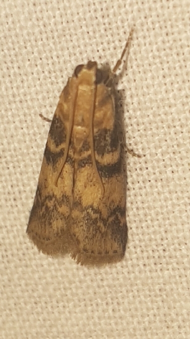 Euzophera pinguis  - Melchior Viallet