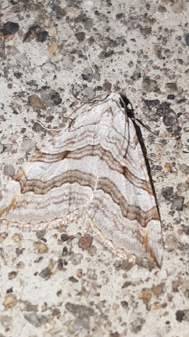 Aplocera efformata  - Melchior Viallet