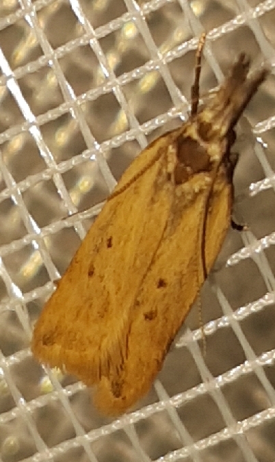 Dichomeris limosellus  - Melchior Viallet