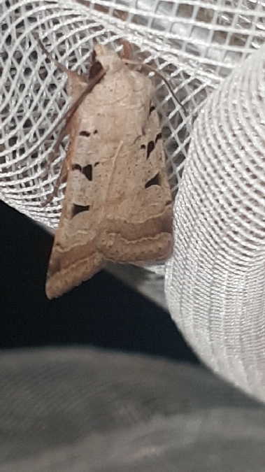 Eugnorisma glareosa  - Melchior Viallet