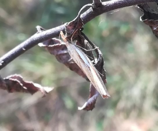 Crambus des tiges  - Thomas Lux