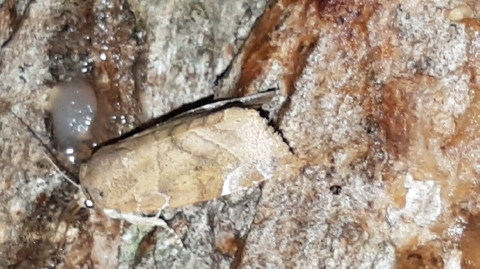 Cosmia affinis  - Melchior Viallet