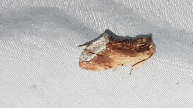 Bombyx capuchon  - Melchior Viallet