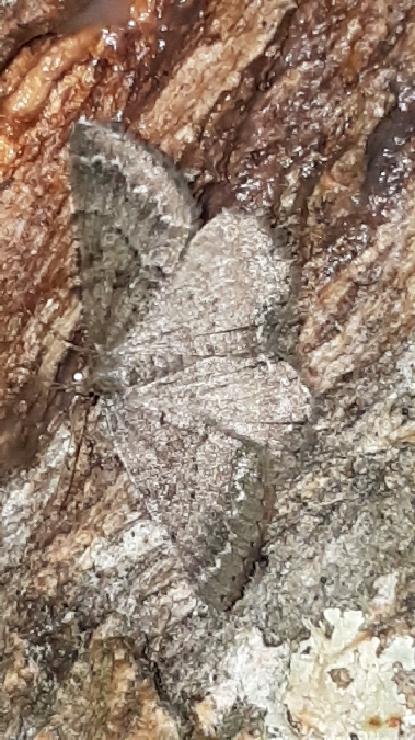 Selidosema taeniolaria  - Melchior Viallet