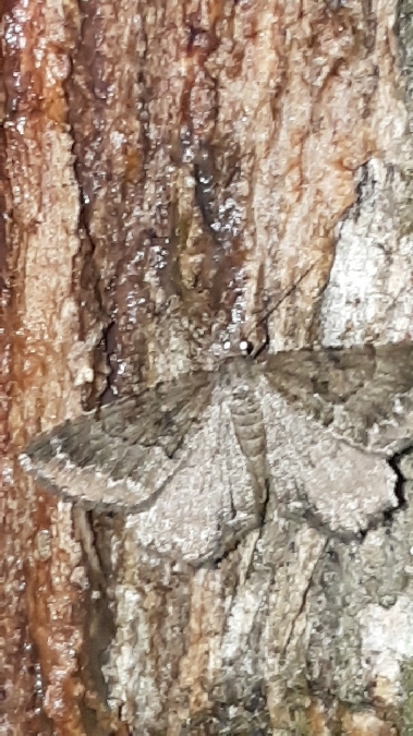 Selidosema taeniolaria  - Melchior Viallet