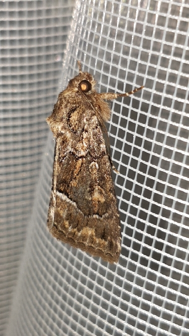 Noctuelle cythérée  - Melchior Viallet