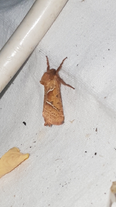 Sylvine  - Melchior Viallet