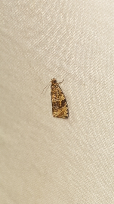 Celypha lacunana  - Melchior Viallet