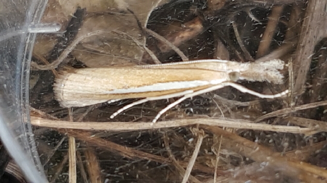 Crambus des rivages  - Melchior Viallet