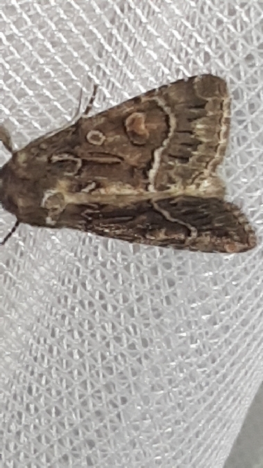 Noctuelle cythérée  - Melchior Viallet