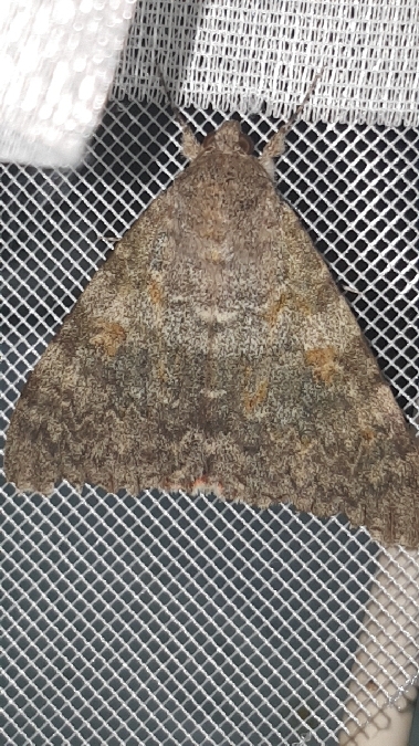 Déplacée  - Melchior Viallet