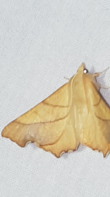 Ennomos fuscantaria  - Melchior Viallet