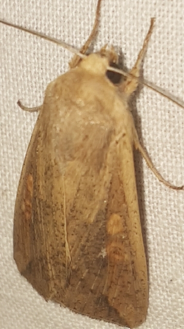 Mythimna unipuncta  - Melchior Viallet