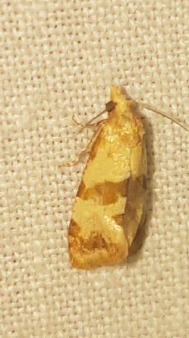 Phalonidia contractana  - Melchior Viallet
