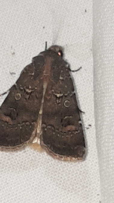 Agrotis trux  - Melchior Viallet
