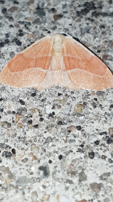 Hylaea fasciaria  - Melchior Viallet