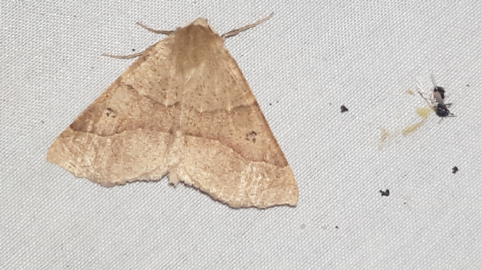 Crocallis dardoinaria  - Melchior Viallet