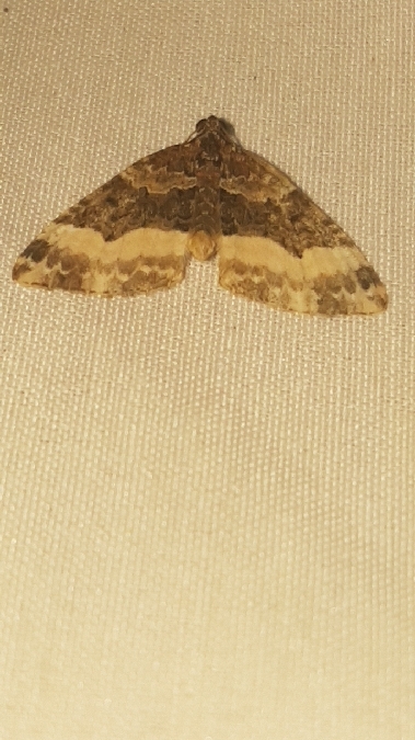 Euphyia unangulata  - Melchior Viallet