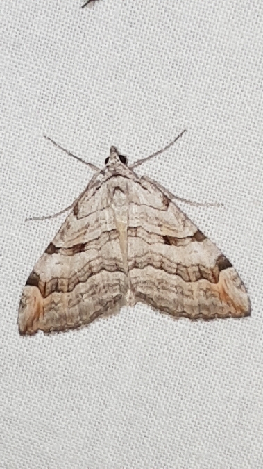 Triple raie  - Melchior Viallet