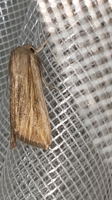 Anapoma riparia  - Melchior Viallet