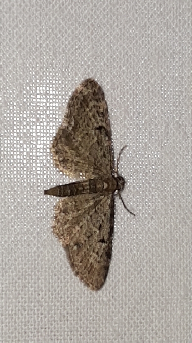 Eupithecia virgaureata  - Melchior Viallet