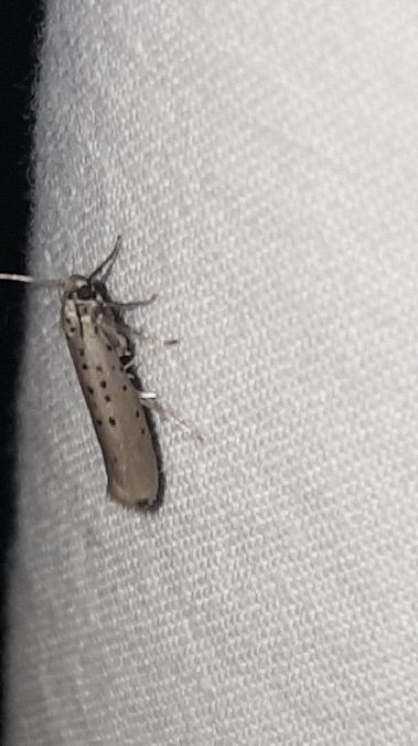 Yponomeuta sedella  - Melchior Viallet