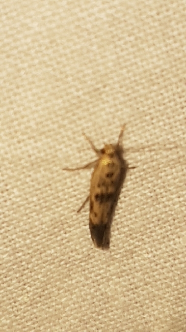 Scythris limbella  - Melchior Viallet