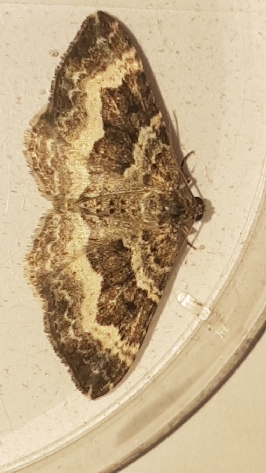 Epirrhoe alternata / rivata  - Melchior Viallet