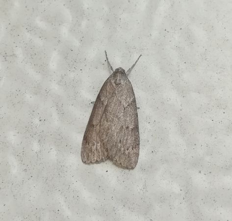 Pachycnemia hippocastanaria  - Thomas Lux