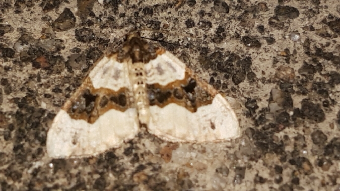 Lynx  - Melchior Viallet