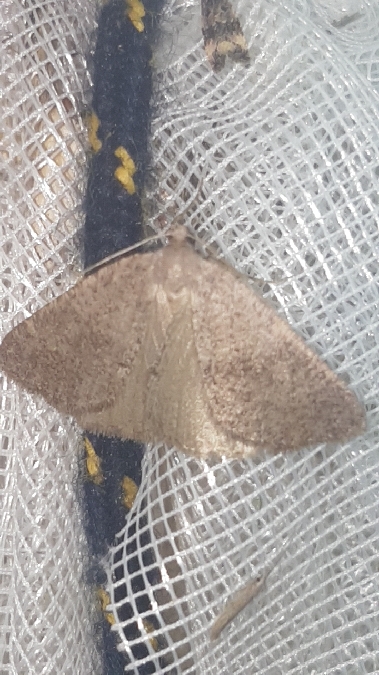 Pachycnemia tibiaria  - Melchior Viallet