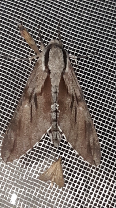 Sphinx du pin / mauresque  - Melchior Viallet