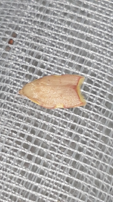 Carcina quercana  - Melchior Viallet