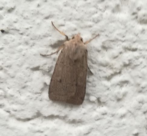 Xestia castanea  - Thomas Lux