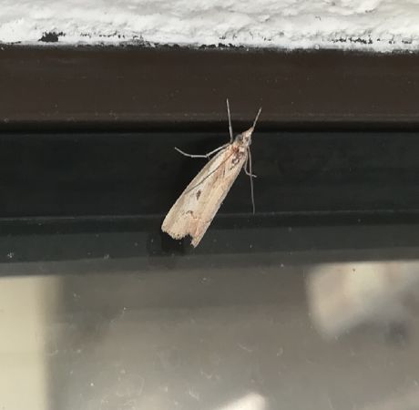 Agriphila geniculea  - Thomas Lux