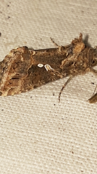 Trichoplusia ni  - Melchior Viallet