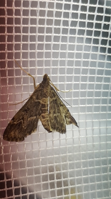 Duponchelia fovealis  - Melchior Viallet