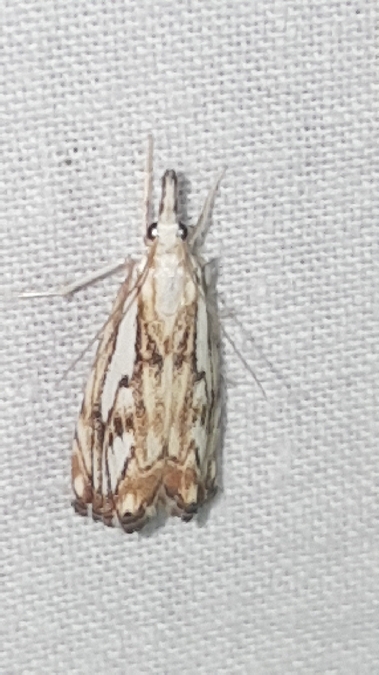 Catoptria falsella  - Melchior Viallet