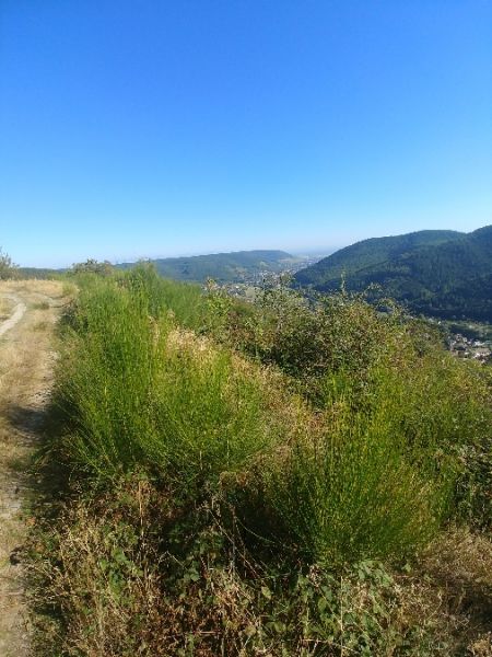 Grillon d'Italie 