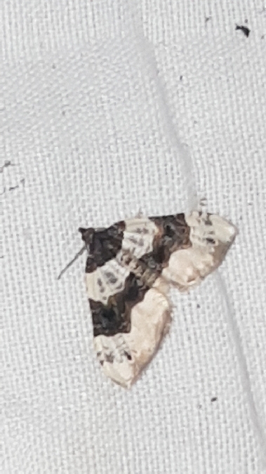 Lynx  - Melchior Viallet