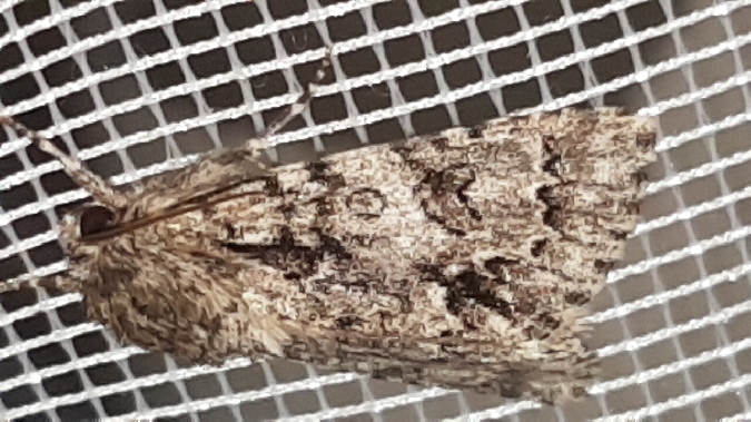 Acronicta auricoma  - Melchior Viallet