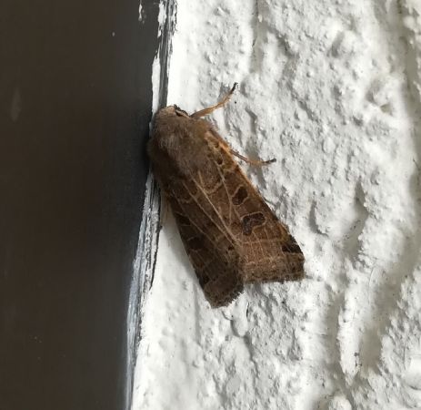 Agrochola lunosa  - Thomas Lux