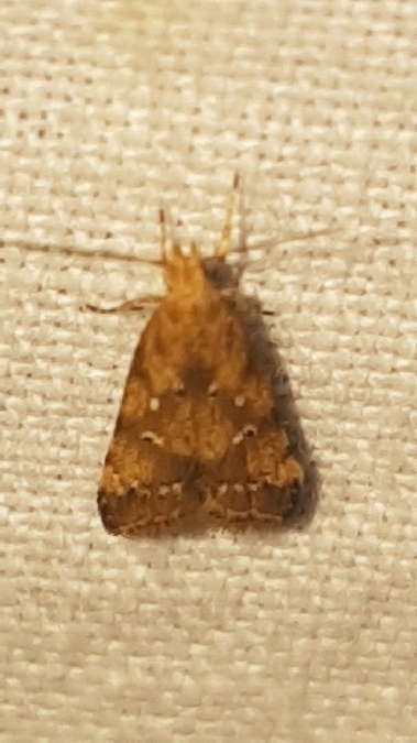 Brachmia blandella  - Melchior Viallet
