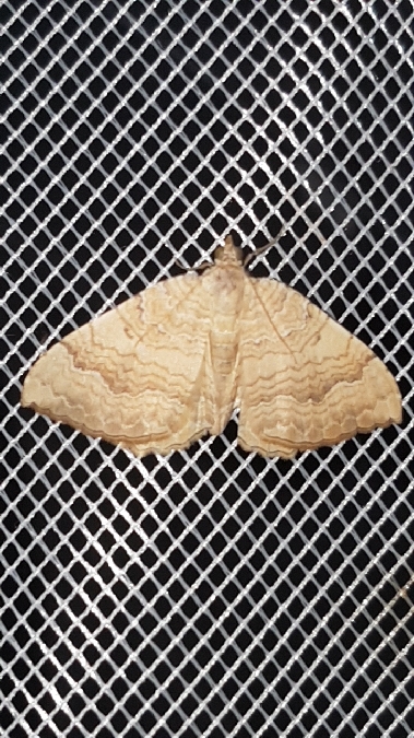Brocatelle d'or  - Melchior Viallet