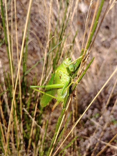 Grande Sauterelle verte 