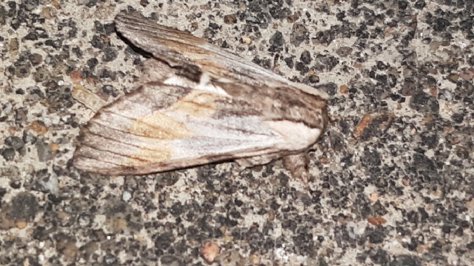 Notodonte de Milhauser  - Melchior Viallet