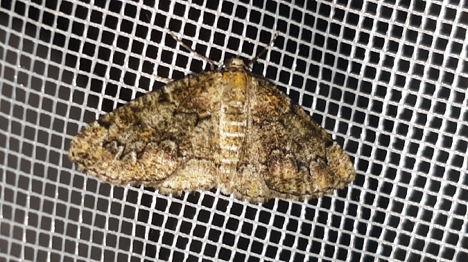 Cleorodes lichenaria  - Melchior Viallet